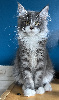 Maine coon Loof certifié - chatons or de France 🇫🇷 Maine Coon