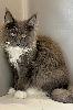 Maine coon Loof certifié - chatons or de France 🇫🇷 Maine Coon