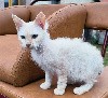 Djoko Cat's - Chatons de race LaPerm disponibles 