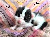 Djoko Cat's - des chatons AMERICAN CURL sont à réserver! disponibles fin Avril