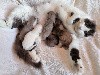 Djoko Cat's - De nouveaux bébés American Curl sont nés le 5 Mars 2024!
