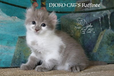 Djoko Cat's - American Curl PC et PL - Portée née le 28/04/2020