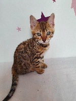 black forest - Chaton disponible  - Bengal