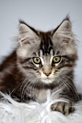 Sher'Wood - Maine Coon