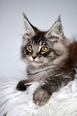 Sher'Man - Maine Coon