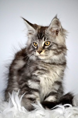 Shel'Don  - Maine Coon