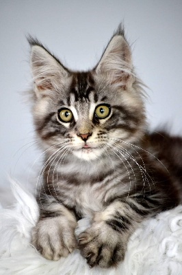 Sher'Wood - Maine Coon