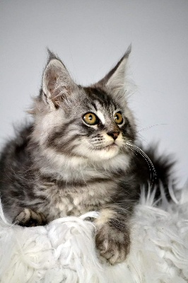 Shel'Don  - Maine Coon