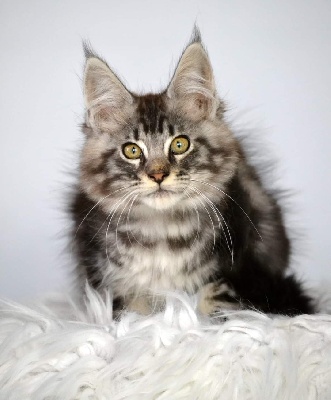 Sher'Win - Maine Coon