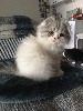 De Nouchka Owl Cat - SNOWBALL DE NOUCHKA OWL CAT   
