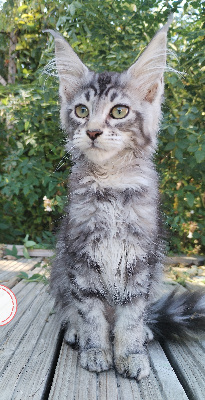 De L'Enclos Du Bonheur - Chaton disponible  - Maine Coon