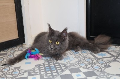 Avoine D'Olive&Grosminet