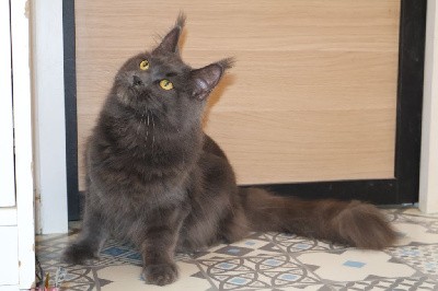 Avoine D'Olive&Grosminet