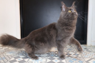 Avoine D'Olive&Grosminet
