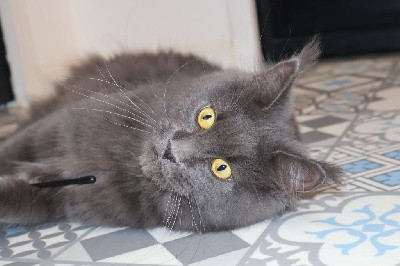 Avoine D'Olive&Grosminet