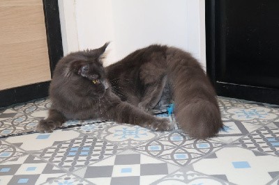Avoine D'Olive&Grosminet