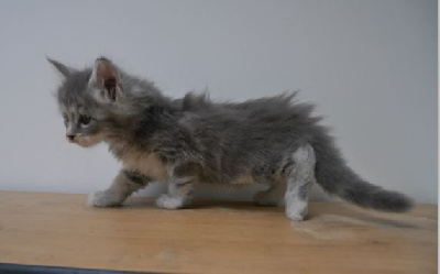 D'Olive&Grosminet - Chaton disponible  - Maine Coon