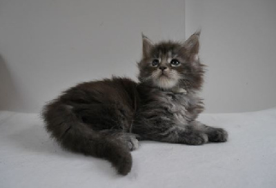 D'Olive&Grosminet - Chaton disponible  - Maine Coon