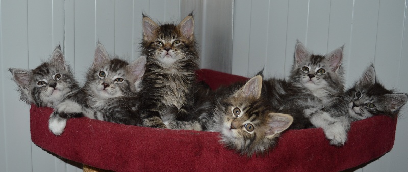 chaton Maine Coon Des Félin's Gaelice