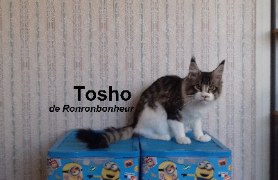 TOSHO (Puma)