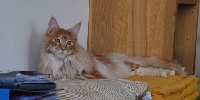 Peps - Maine Coon