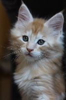 Peps - Maine Coon