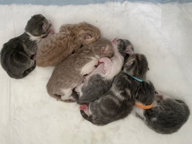 chaton Scottish Fold Scottsborough's 