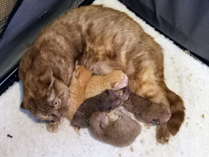 Des Petites Nouches - British Shorthair et Longhair - Portée née le 10/09/2022