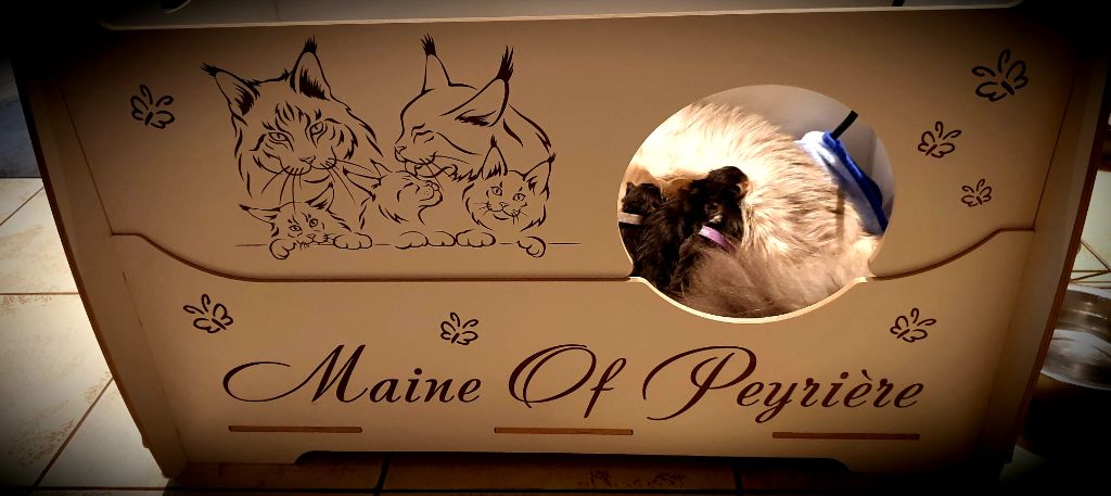 Maine Of Peyriere - Heureux événement !!!