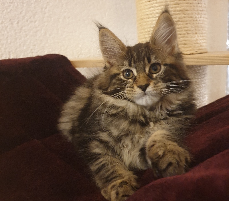 chaton Maine Coon Maine Of Peyriere