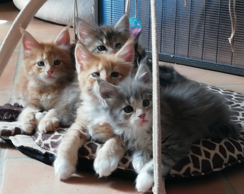 chaton Maine Coon magnifi'cats
