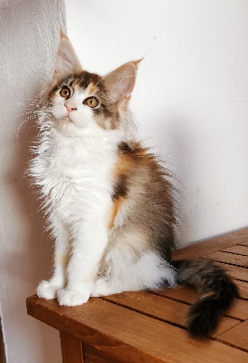 magnifi'cats - Chaton disponible  - Maine Coon