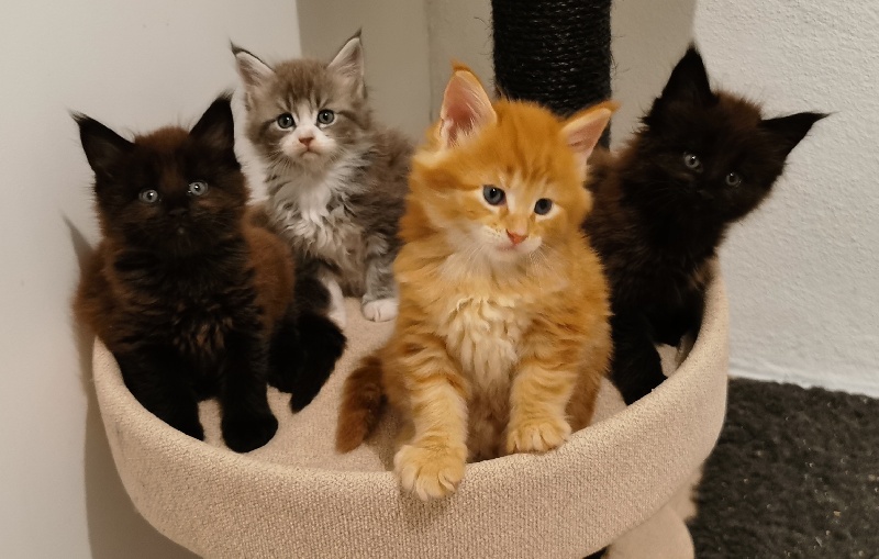 chaton Maine Coon magnifi'cats