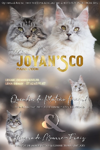 Joyan'sco - Maine Coon - Portée née le 02/12/2021