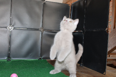 de La Chatterie  D'éole - British Shorthair et Longhair - Portée née le 15/05/2022