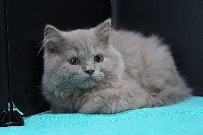 de La Chatterie  D'éole - British Shorthair et Longhair - Portée née le 15/05/2022