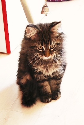 Scarlet - Maine Coon
