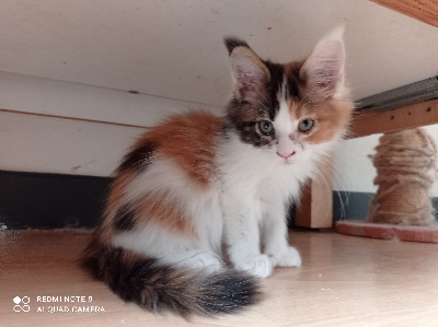 Coon St Phil 45's - Chaton disponible  - Maine Coon
