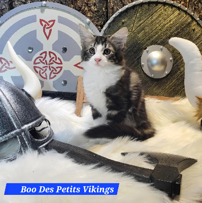 Boo Des Petits Vikings