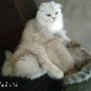 Les Amours De Domy - 3 chatons scottish fold et straight poils mi-long LOOF
