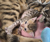 Savannah