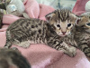 Savannah