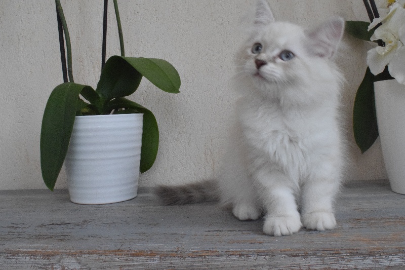 chaton Sibérien Des Sheldrick Neva