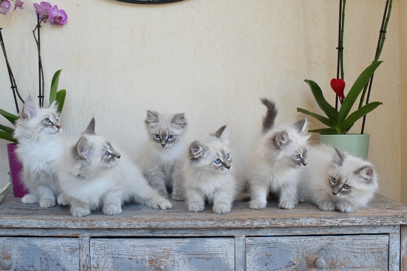 chaton Sibérien Des Sheldrick Neva