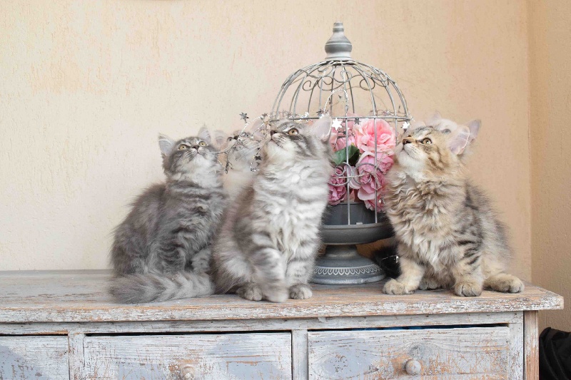 chaton Sibérien Des Sheldrick Neva