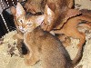 Au Royaume D'Endjy - 4 chatons abyssins sont nés le 8 octobre 2022 