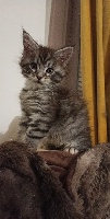 Ghiblis Coon - Chaton disponible  - Maine Coon