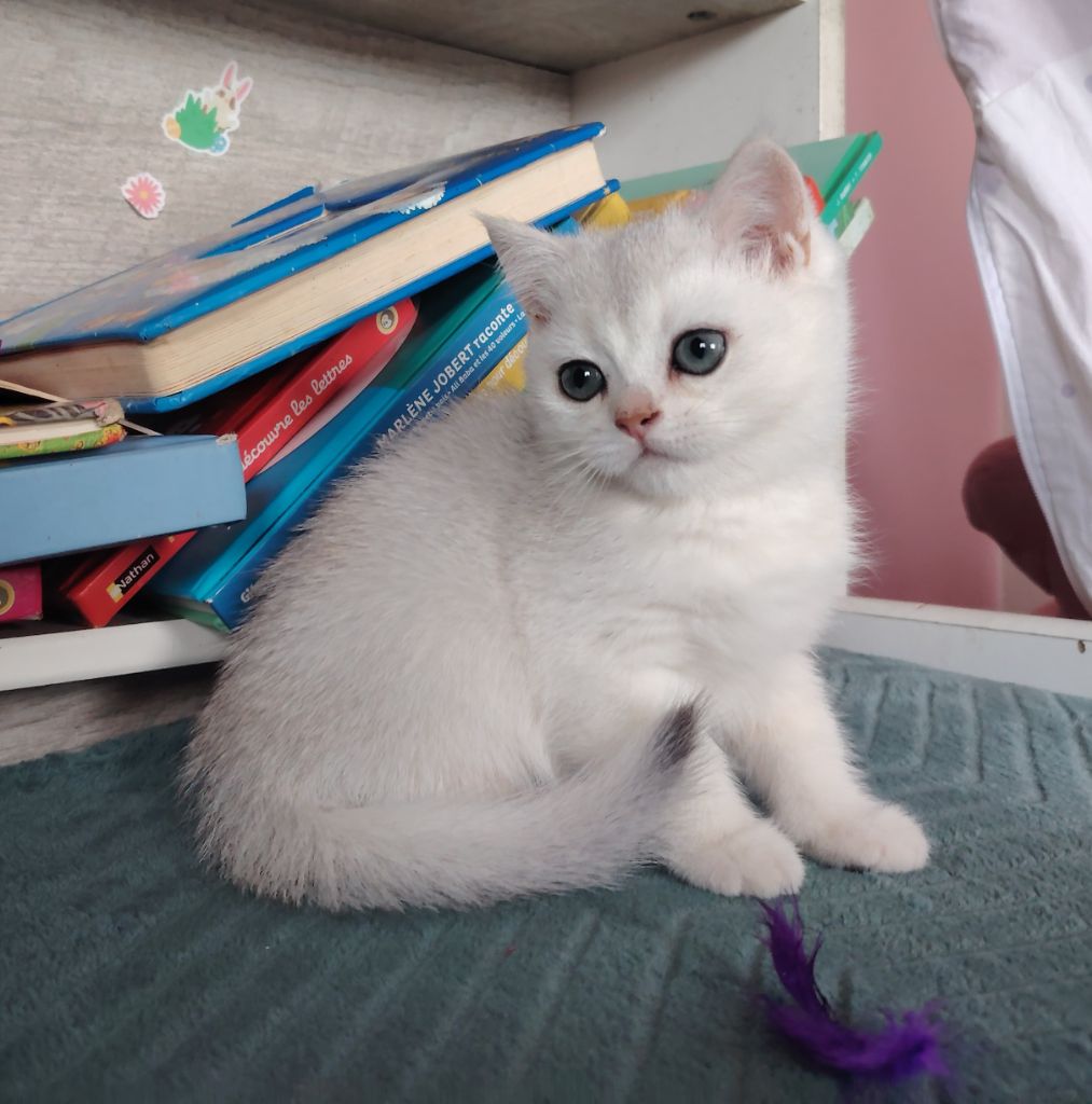 Des Douces Lucioles - Petits British Shorthair disponibles dès maintenant 