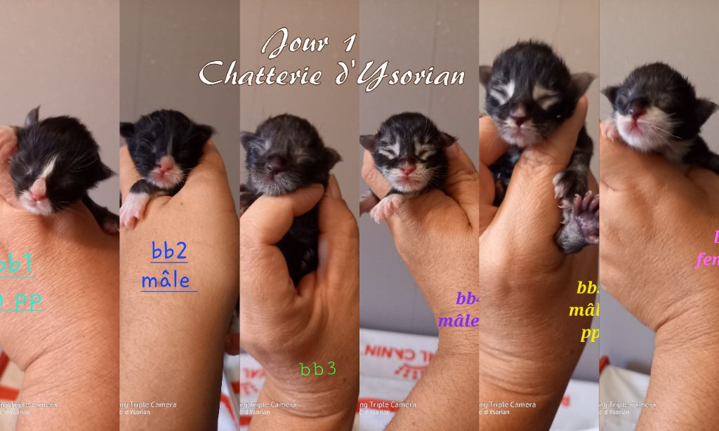 D'Ysorian - chatons maine coon  disponibles