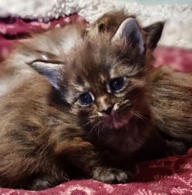 Des Harleycoons - Chaton disponible  - Maine Coon